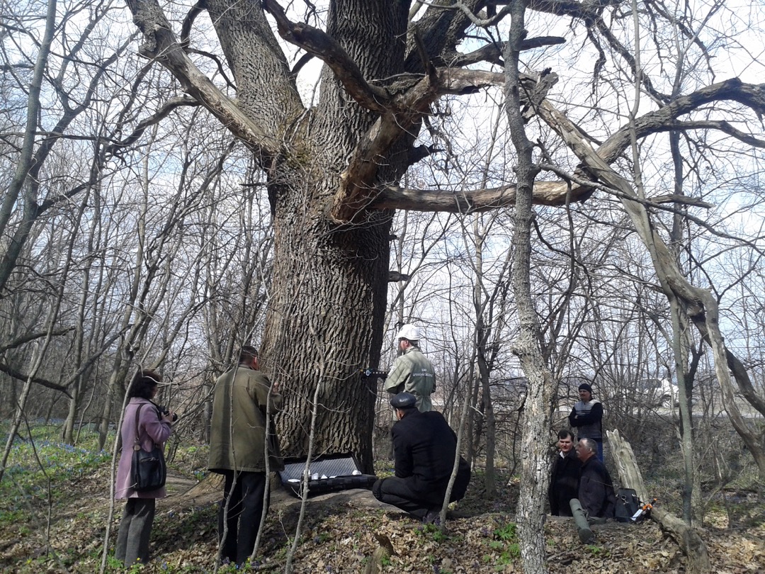 Фото Нижегородских Деревьев