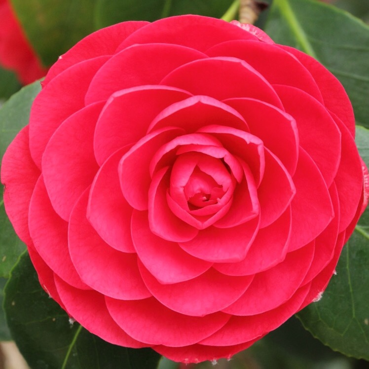 Collection 93+ Pictures State Flowers List With Pictures Superb