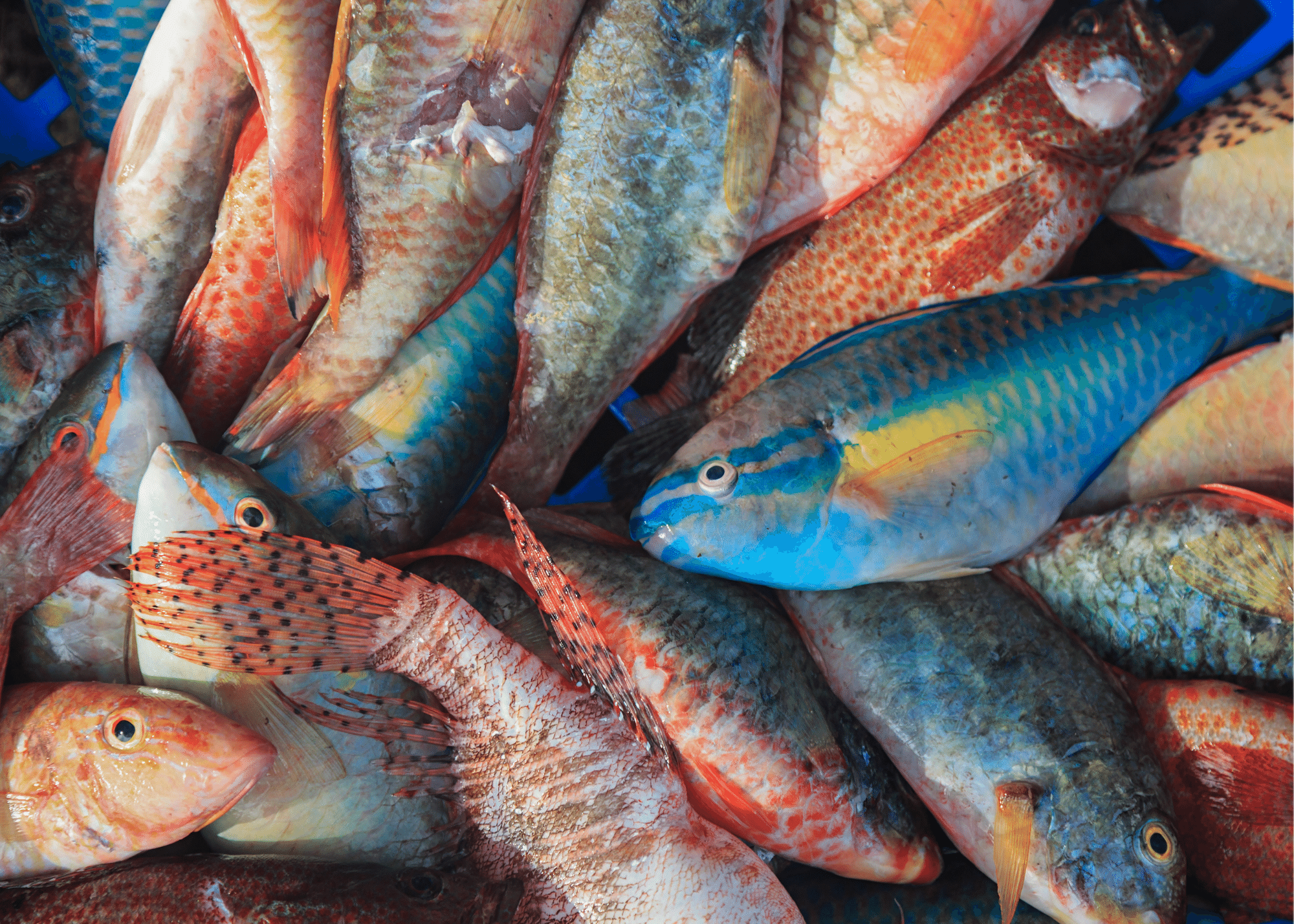 Parrotfish Harvesting on the Rise ZNS BAHAMAS
