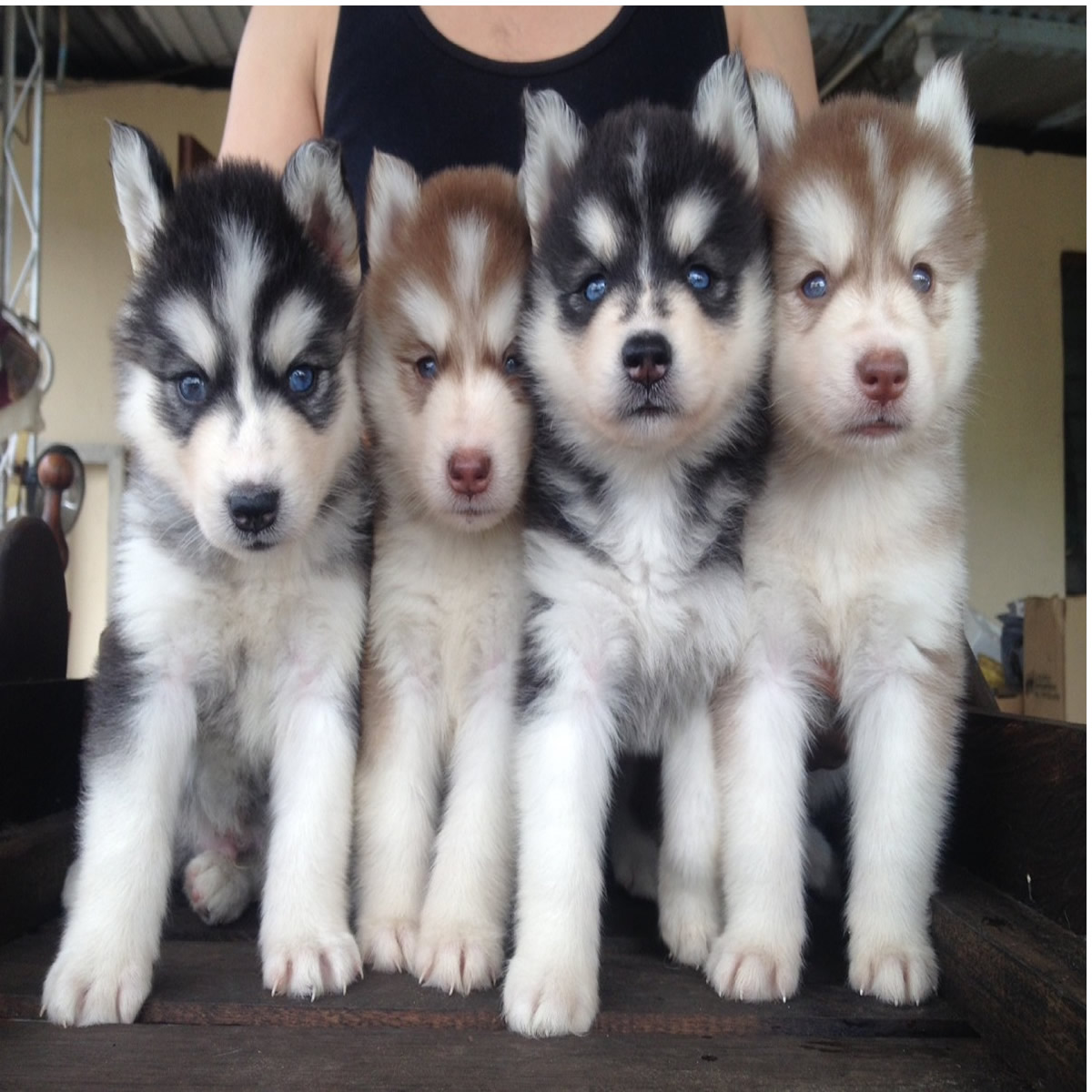 zococan Husky Siberiano