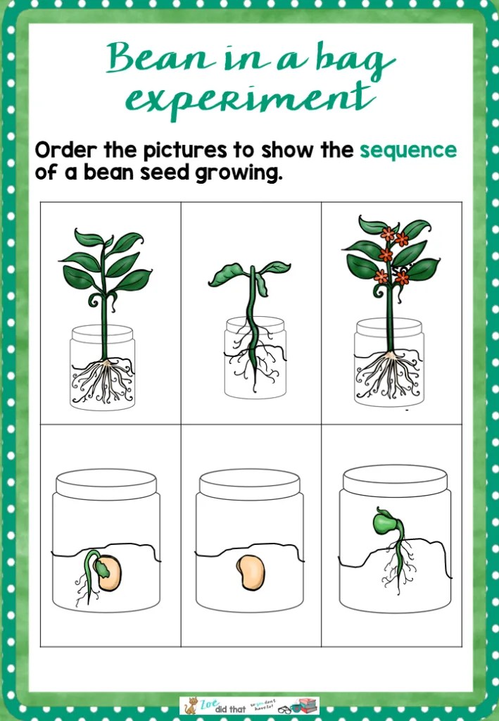 How to grow a bean in a bag Kitchen Cupboard Science