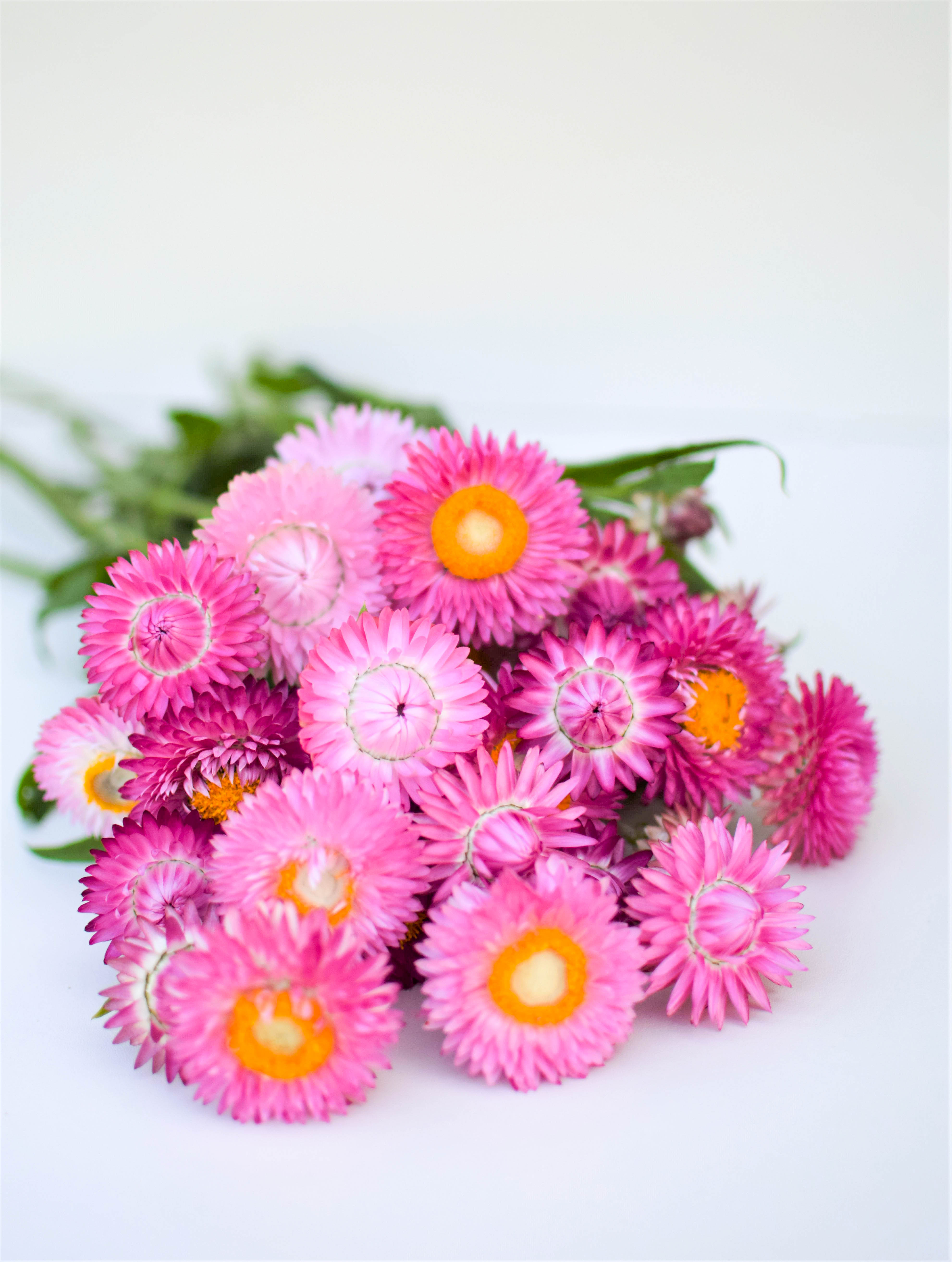 Strawflower Raspberry Rose Zoe Woodward Gardening