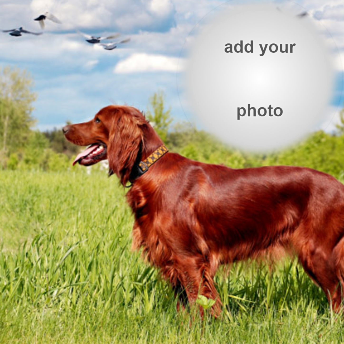 Elaine's Dog Frames 2018 February Irish Setter Irish Setter