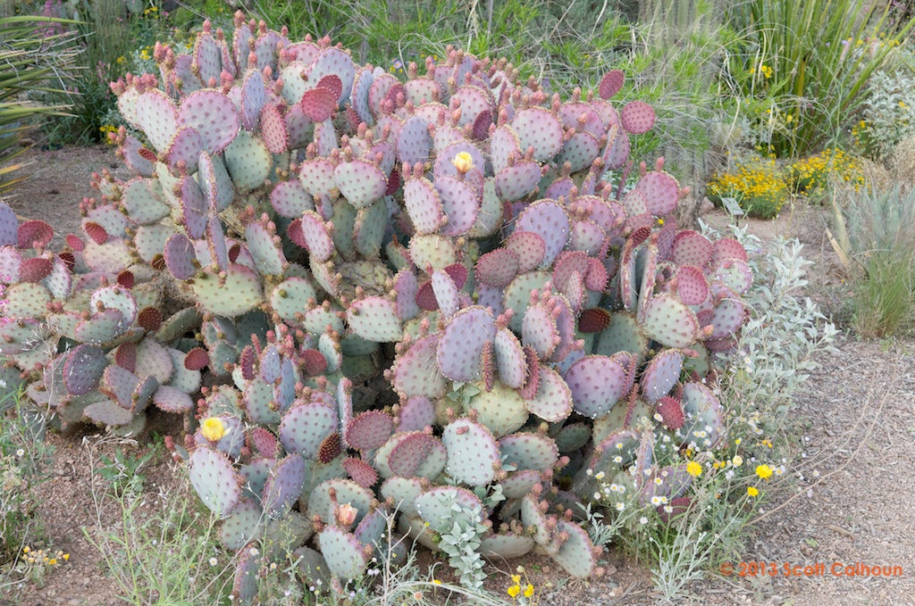 Opuntia santarita (Purple Prickly Pear) Zona Gardens