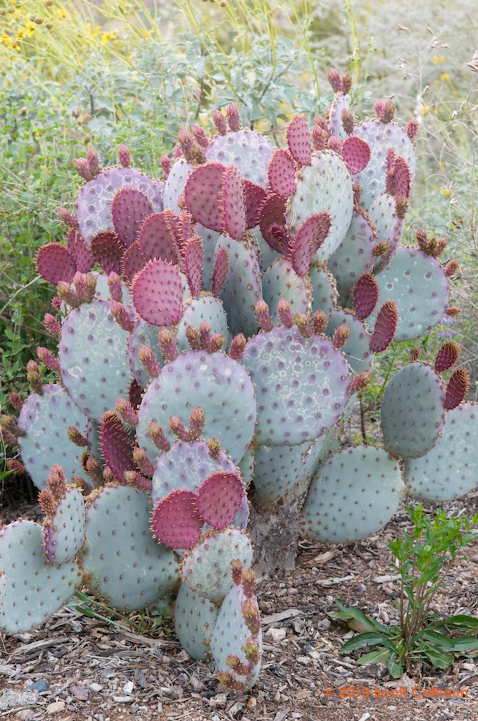 Opuntia santarita (Purple Prickly Pear) Zona Gardens