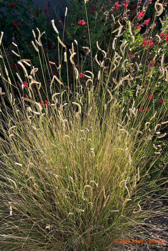 Bouteloua gracilis (Blue Grama Grass) Zona Gardens