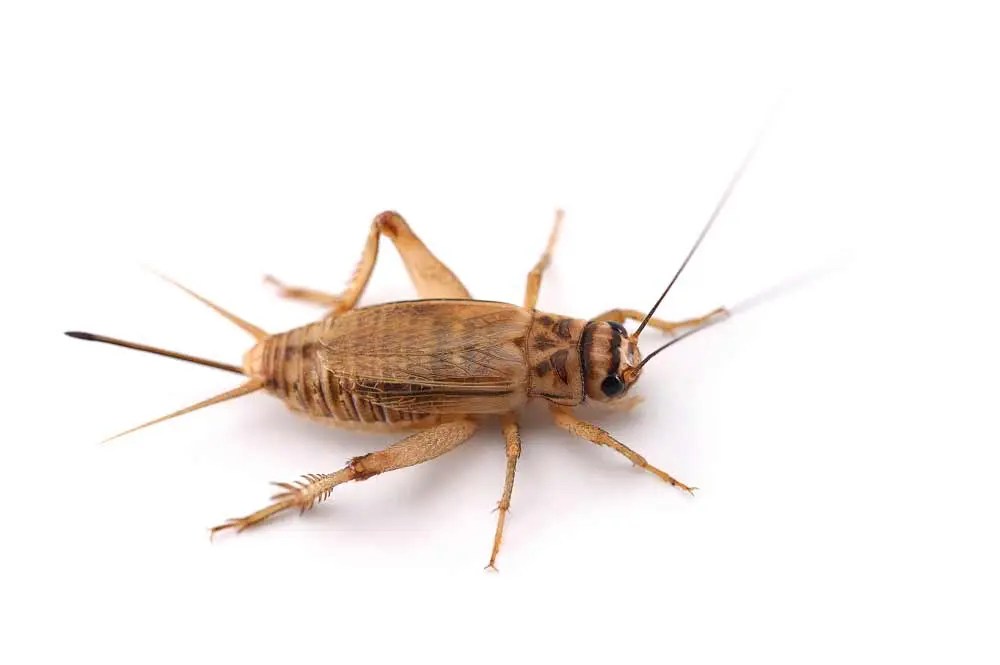 CRICKETS Zona Pest Solutions