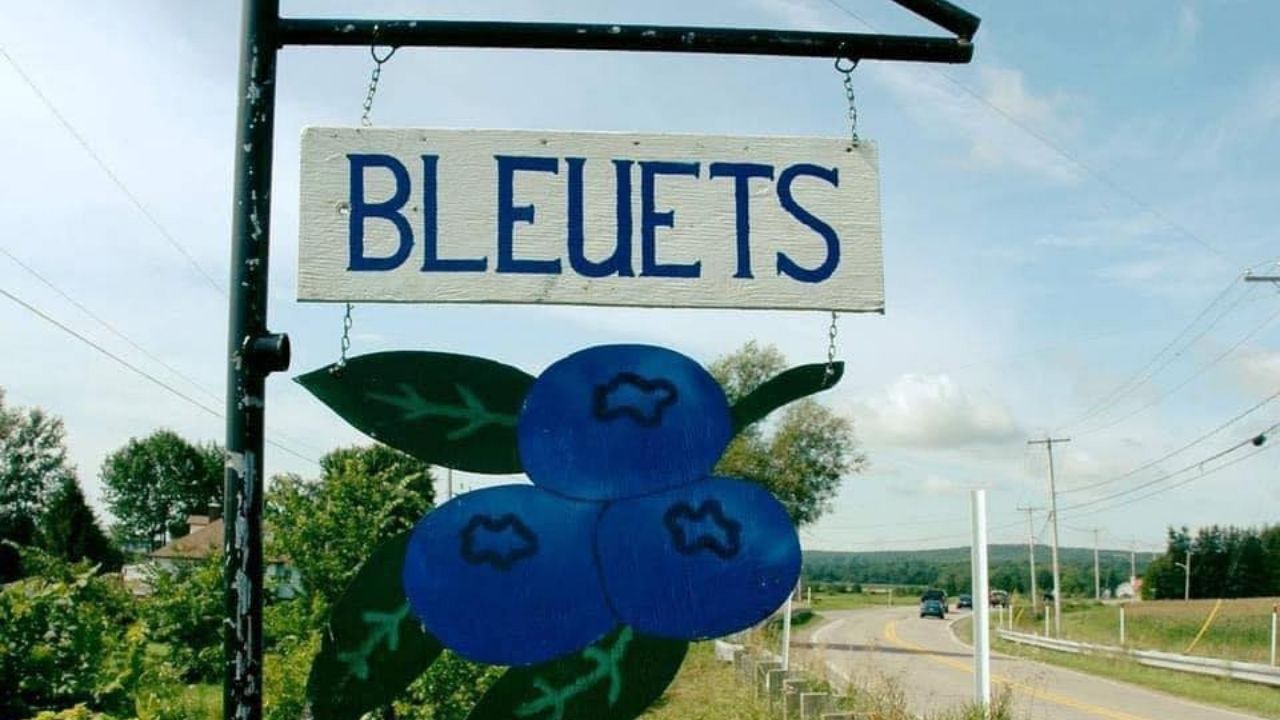 coopérative bleuetière SaintAugustin Zone boréale