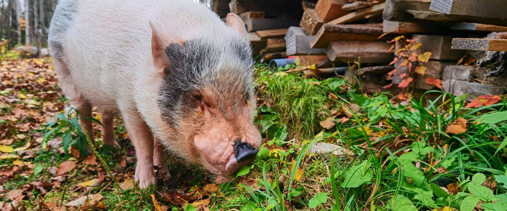 Le terroir de la MRC du FjordduSaguenay Destination StFélixd'Otis