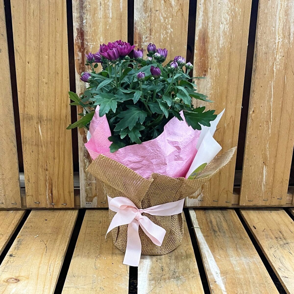 CHRYSANTHEMUM PLANT Zone Fresh