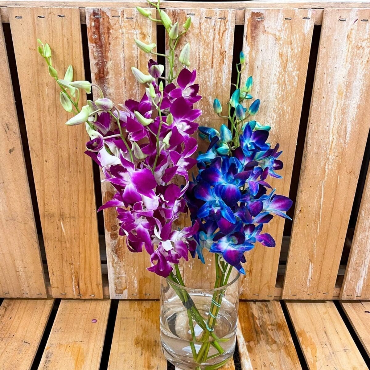 FLOWERS SINGAPORE ORCHIDS Zone Fresh