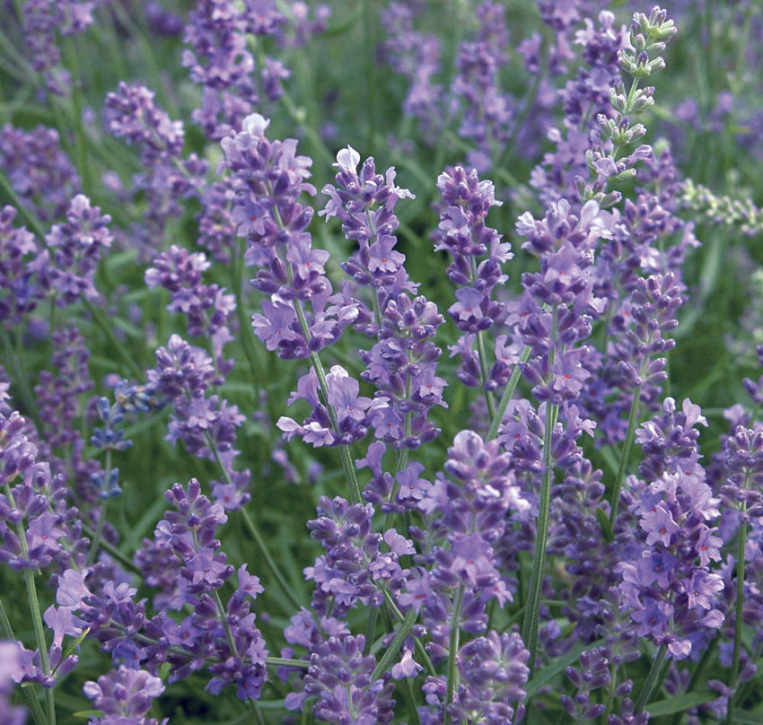 Our Best Lavender Varieties Sweet Valley by Jolly Farmer