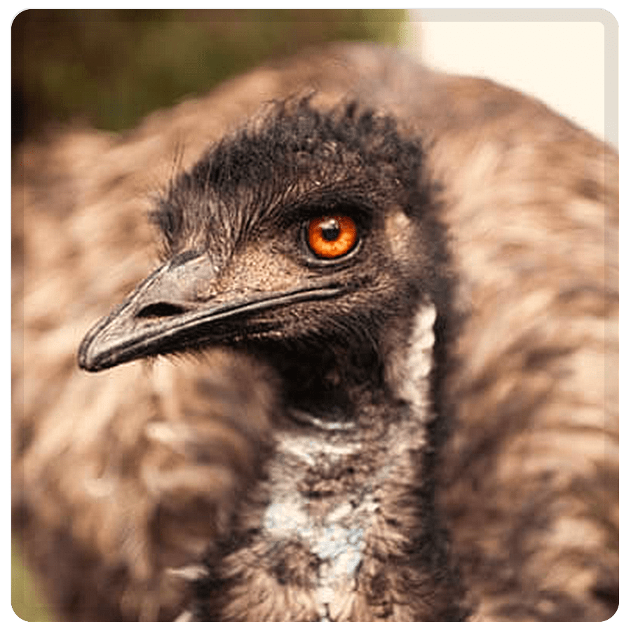 Emu You will live your faith at emu by serving others, acting for