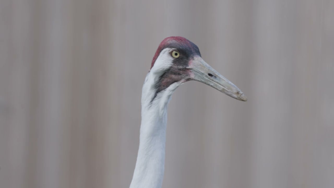 The Bird House Smithsonian's Zoo & Conservation. Zoo Guide