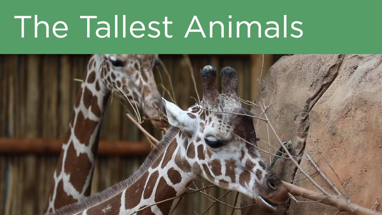 Come Meet The Giraffes On Your Amble Lincoln Park Zoo Zoo Guide