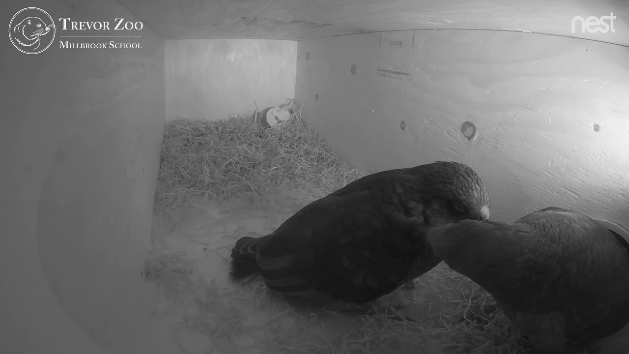 Kea Box 2021 For Nesting Zoos USA New York Trevor Zoo