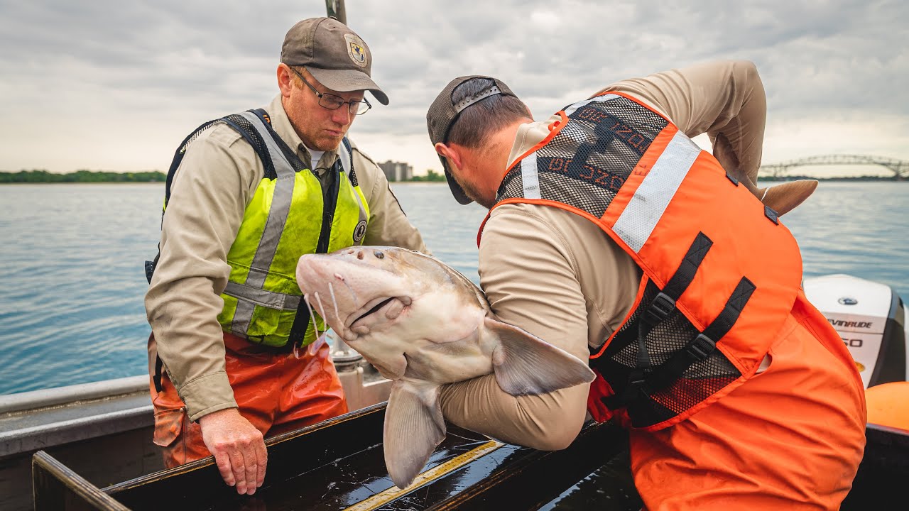 Lake Sturgeon Egg Collection At Toledo Zoo Zoos USA Ohio Toledo