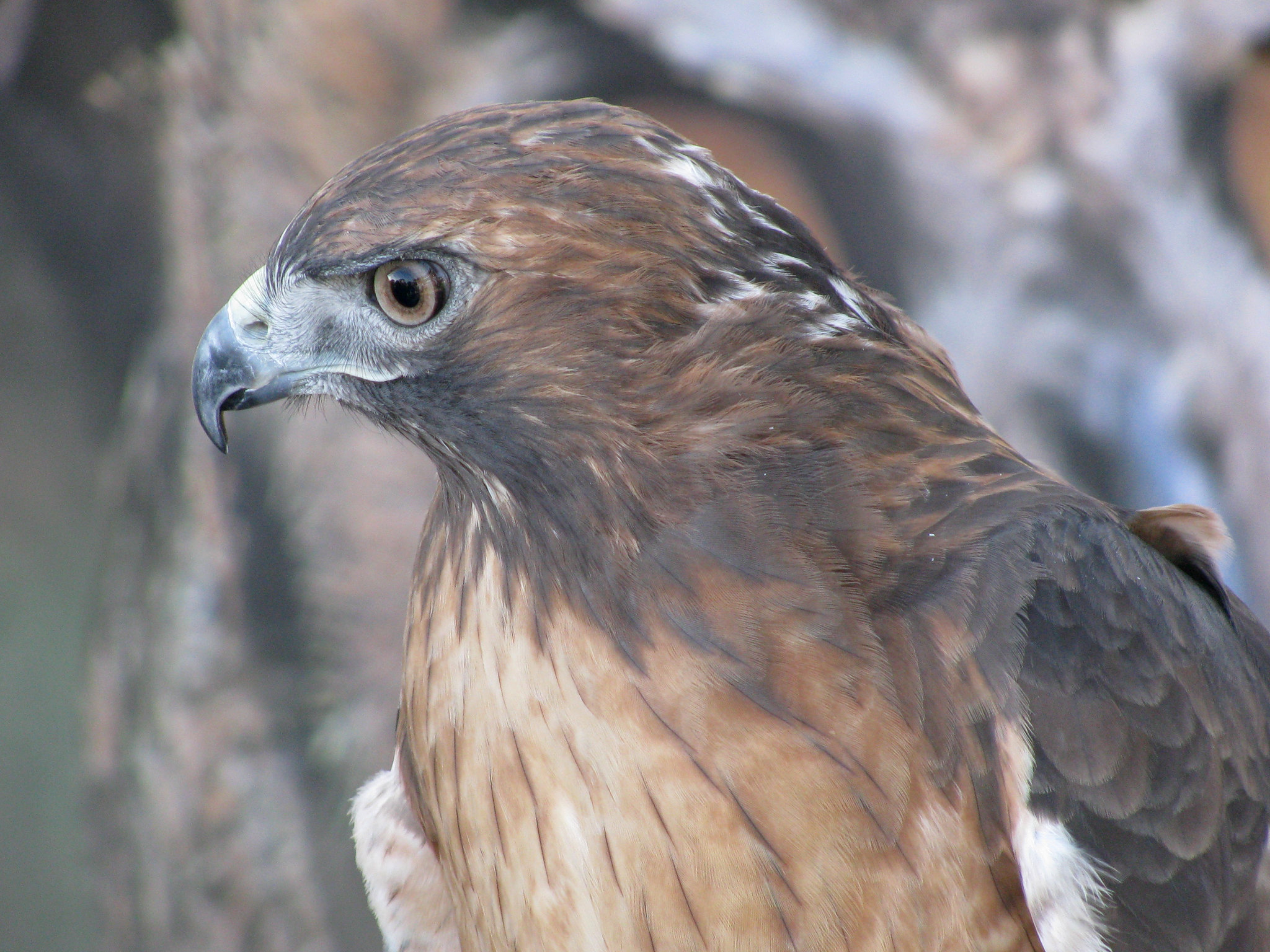 Definitive Guide To Redtailed Hawk Facts, Habitat, Conservation Status