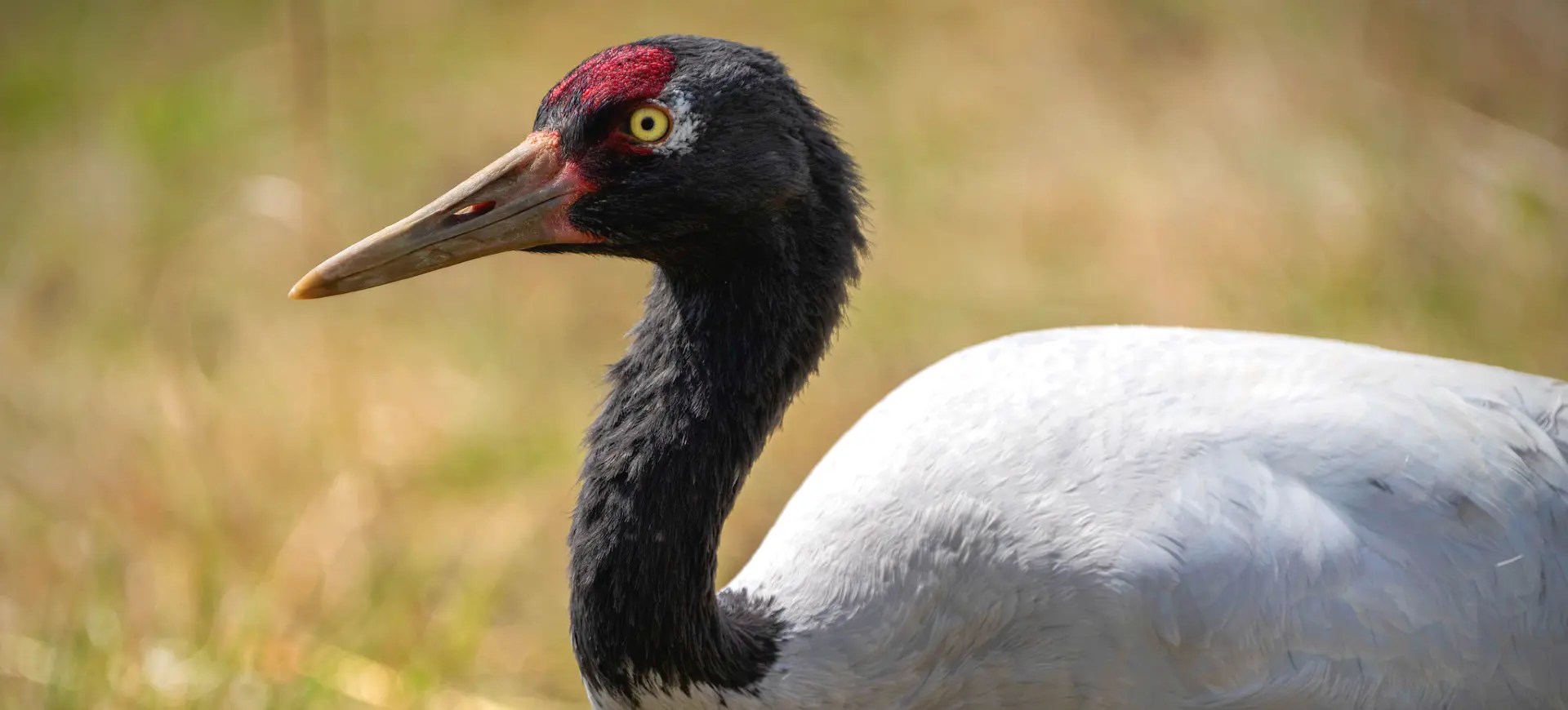 Definitive Guide To Gray Crowned Crane Facts, Habitat, Conservation Status, Zoo Populations