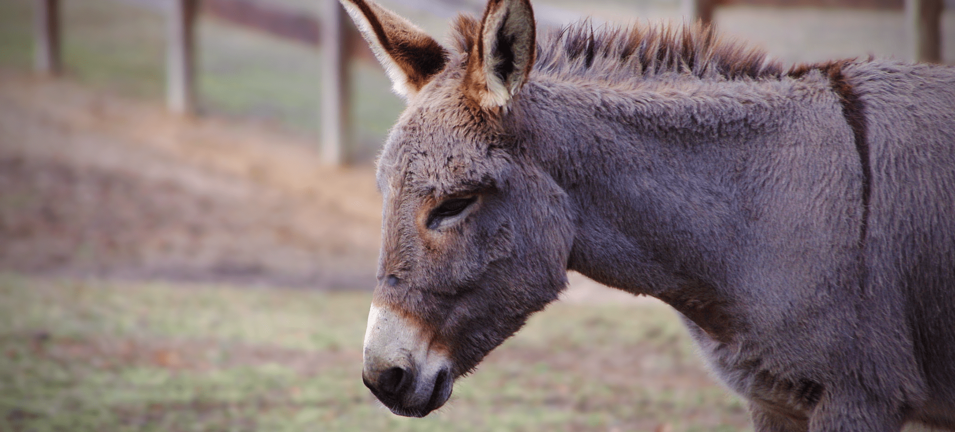 Definitive Guide To Miniature Donkey Facts, Habitat, Conservation