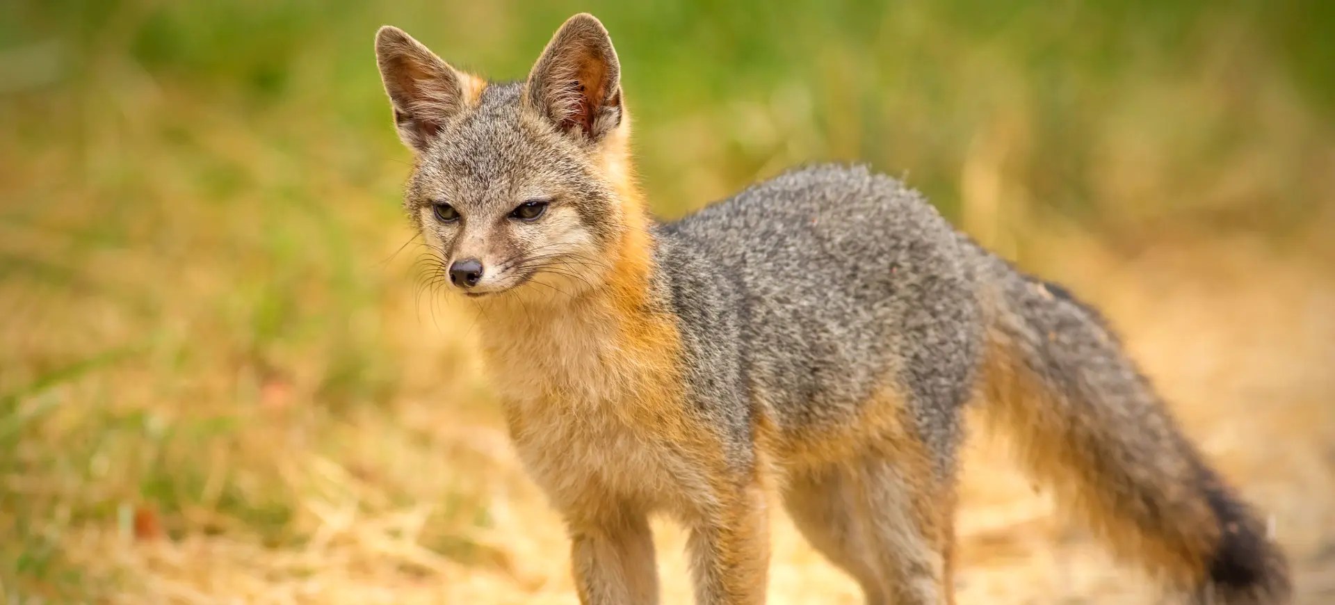 Definitive Guide To Red Fox Facts, Habitat, Conservation Status, Zoo
