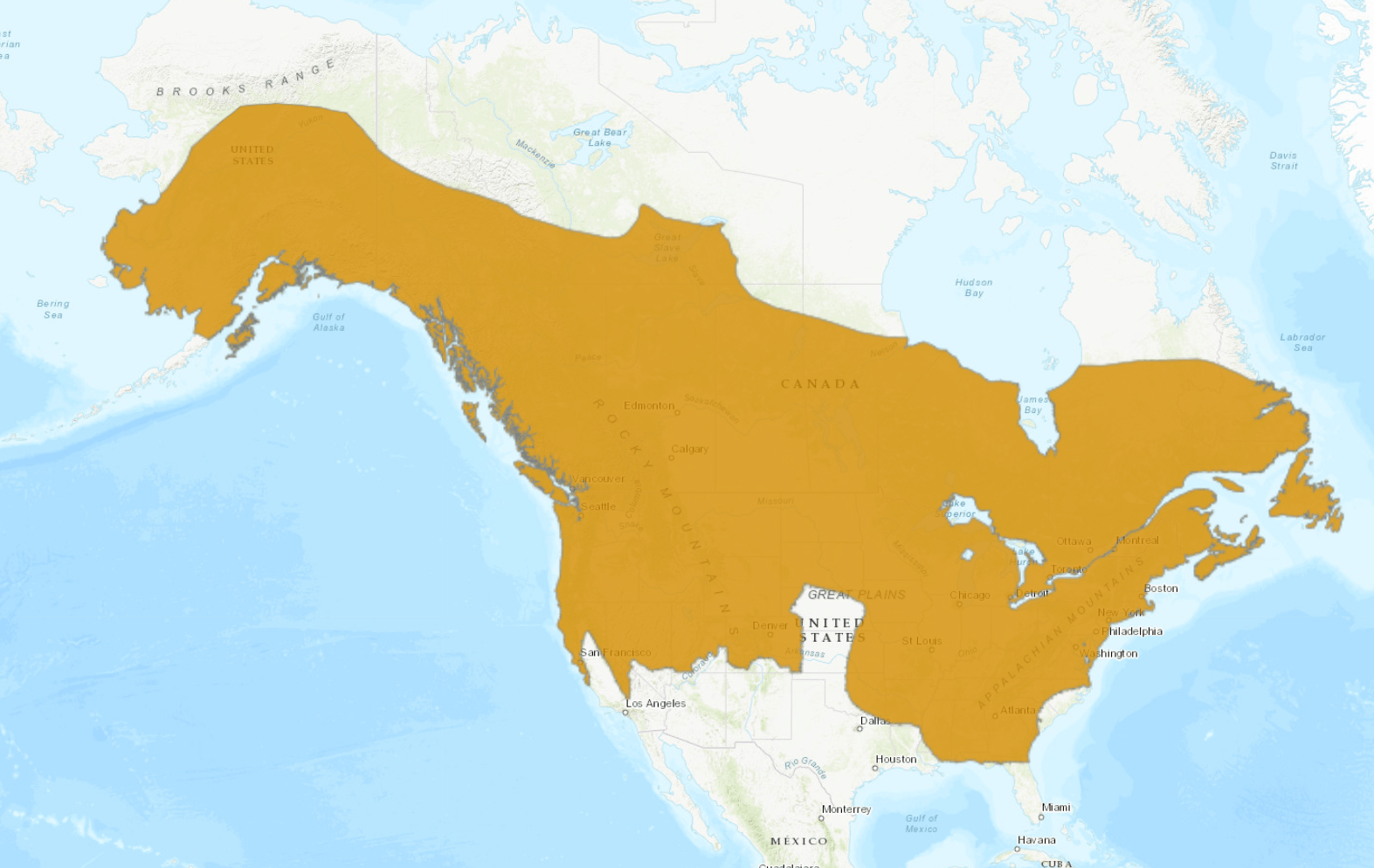 Little Brown Bat Zoo Guide