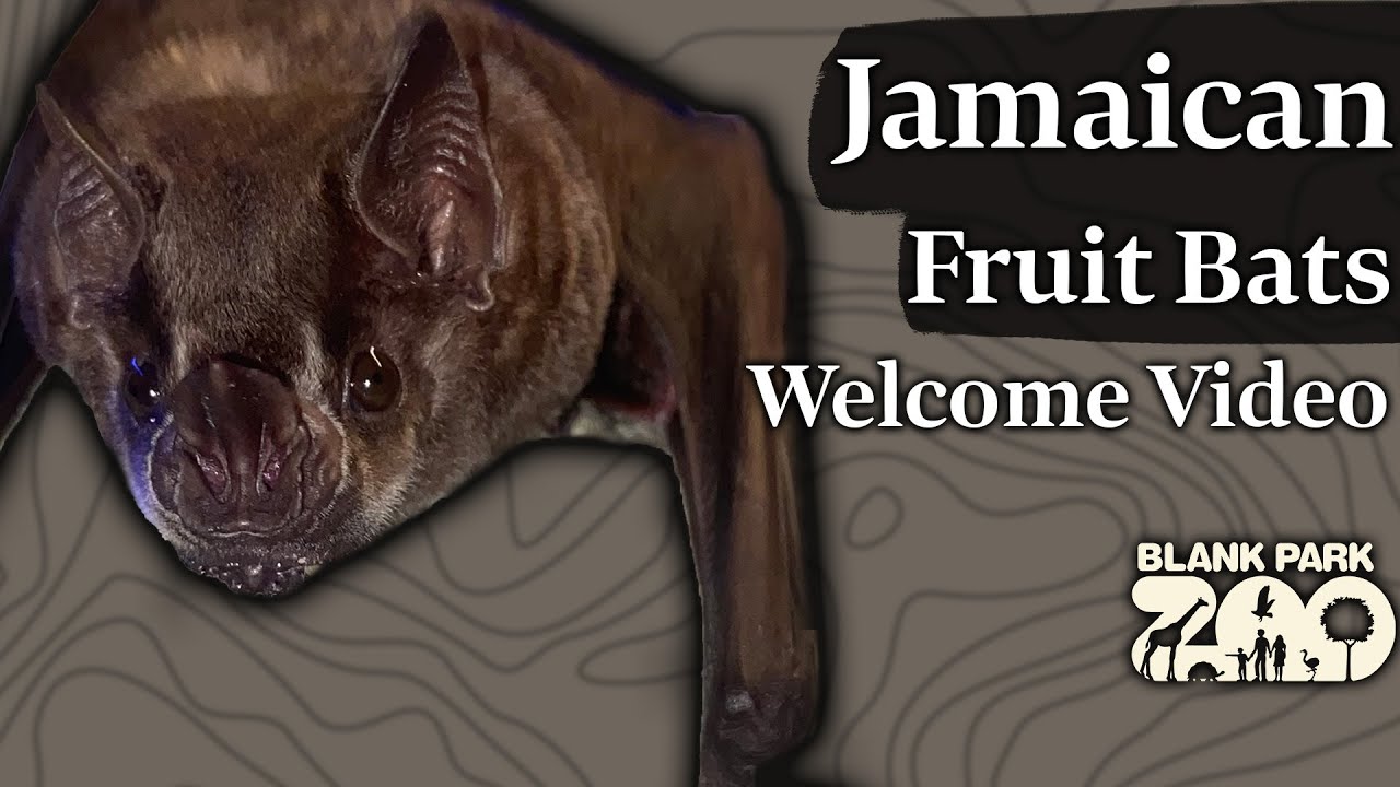 Jamaican Fruit Bats At Blank Park Zoo Zoos USA Iowa Blank Park