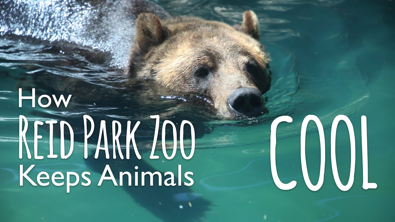 Reid Park Zoo's Approach to Keeping Animals Cool Zoo Guide