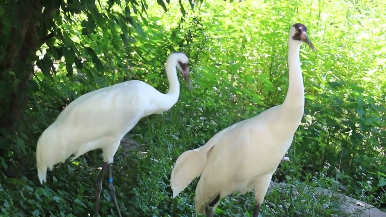 Excitement Soars as Stone Zoo New Whooping Crane Pair Zoo Guide