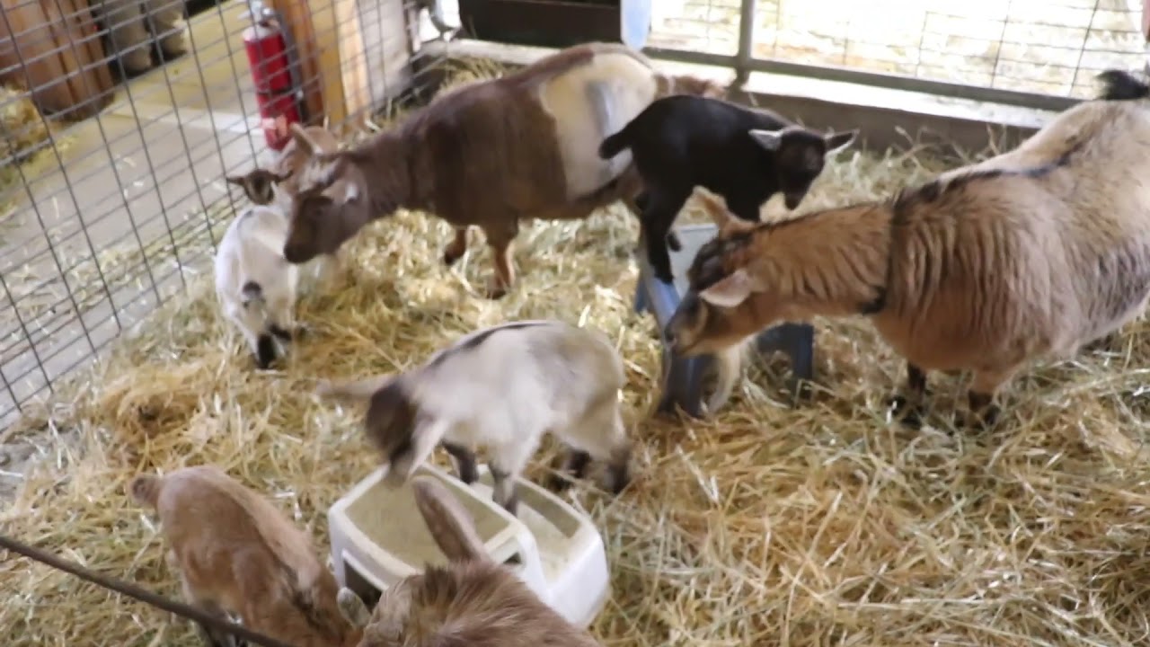 Minnesota Zoo Farm Babies Goats 2 Zoos USA Minnesota Minnesota