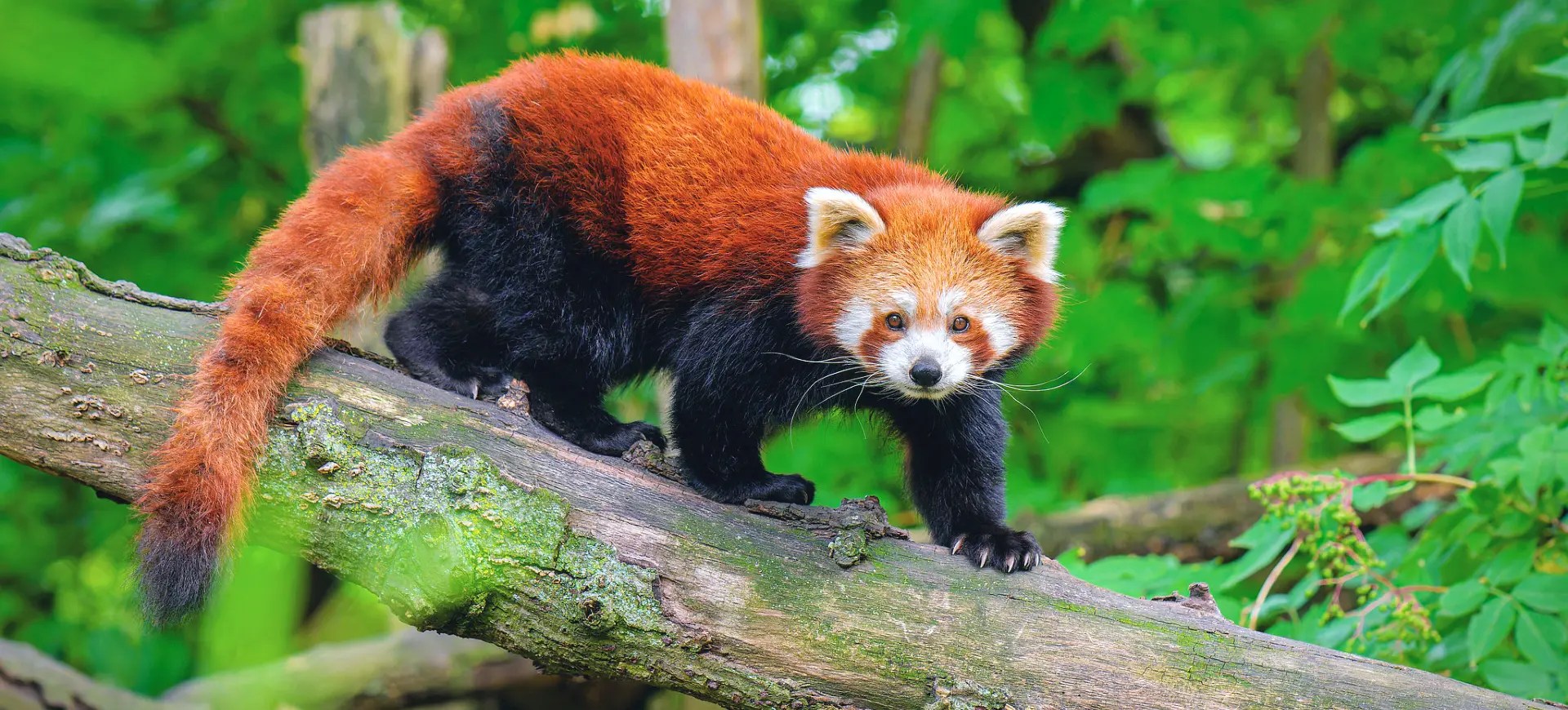 Definitive Guide To Chinese Red Panda Facts, Habitat, Conservation