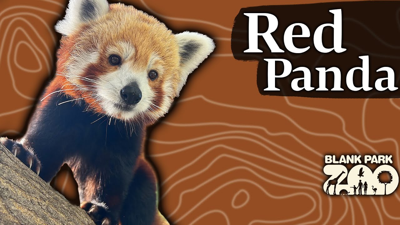Introducing Red Pandas Blank Park Zoo Zoos USA Iowa Blank