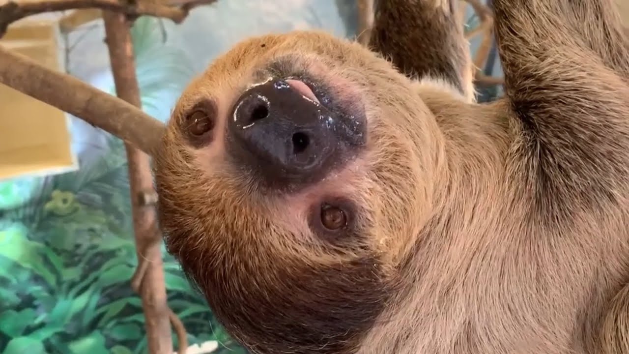 Charlie The Sloth Blep Zoos USA California Los Angeles Zoo Zoo