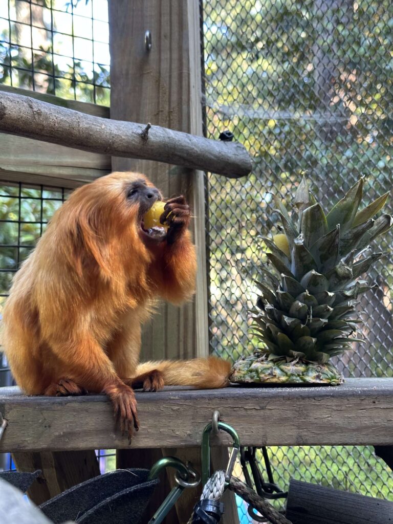 Who Are Those Mysterious Orange Monkeys? Zoos USA