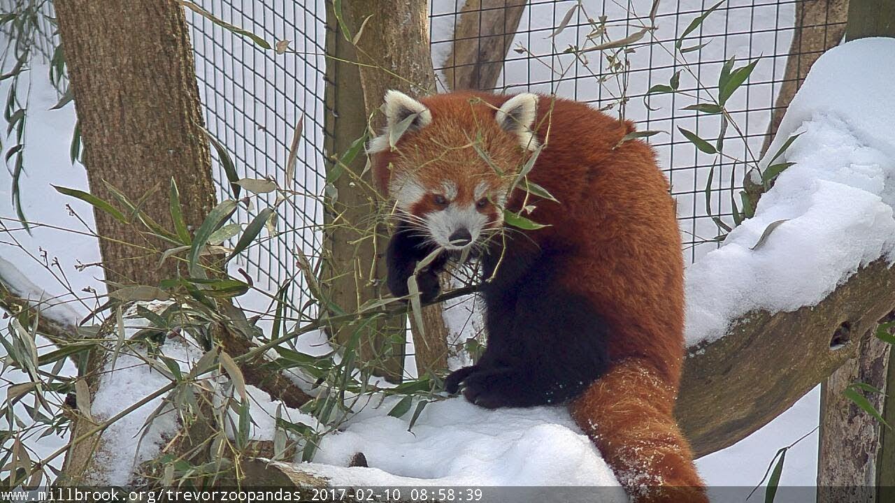 Trevor Zoo Live Red Panda Stream Zoos USA New York Trevor Zoo
