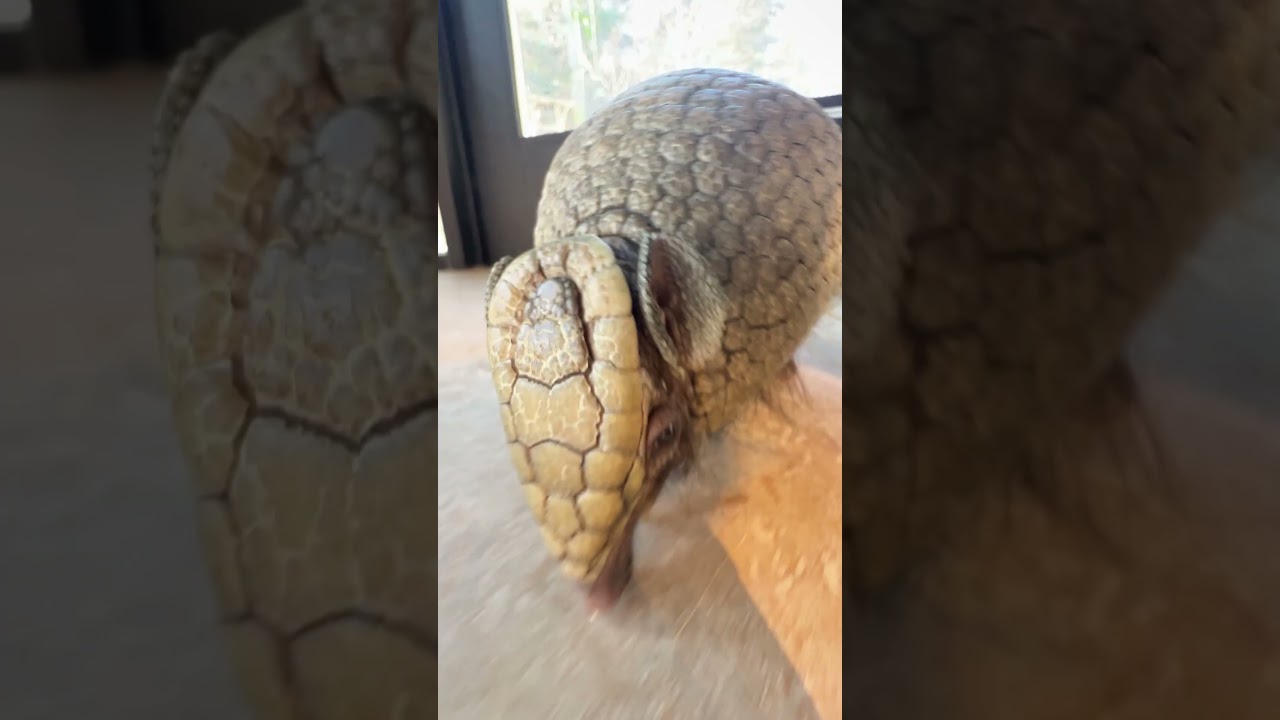 Armadillo Zoomies Unique Rush in The Loft Zoo Guide