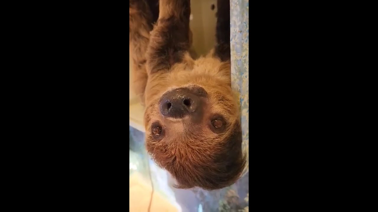 Meet Charlie, The Sloth! 🦥 Zoos USA California Los Angeles Zoo
