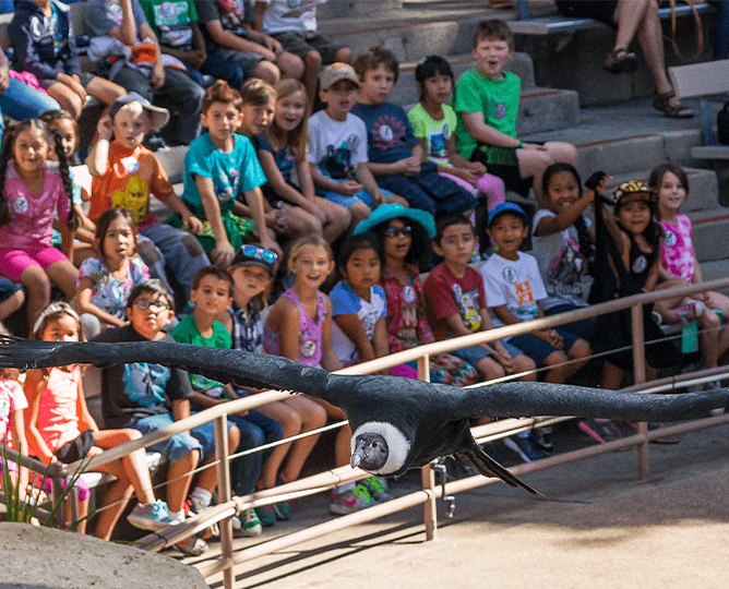 Student & Youth Groups San Diego Zoo