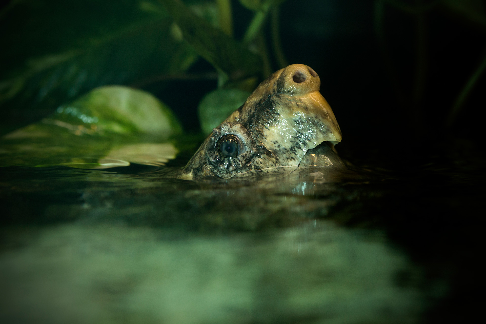 Alligator Snapping Turtle Zoo Atlanta