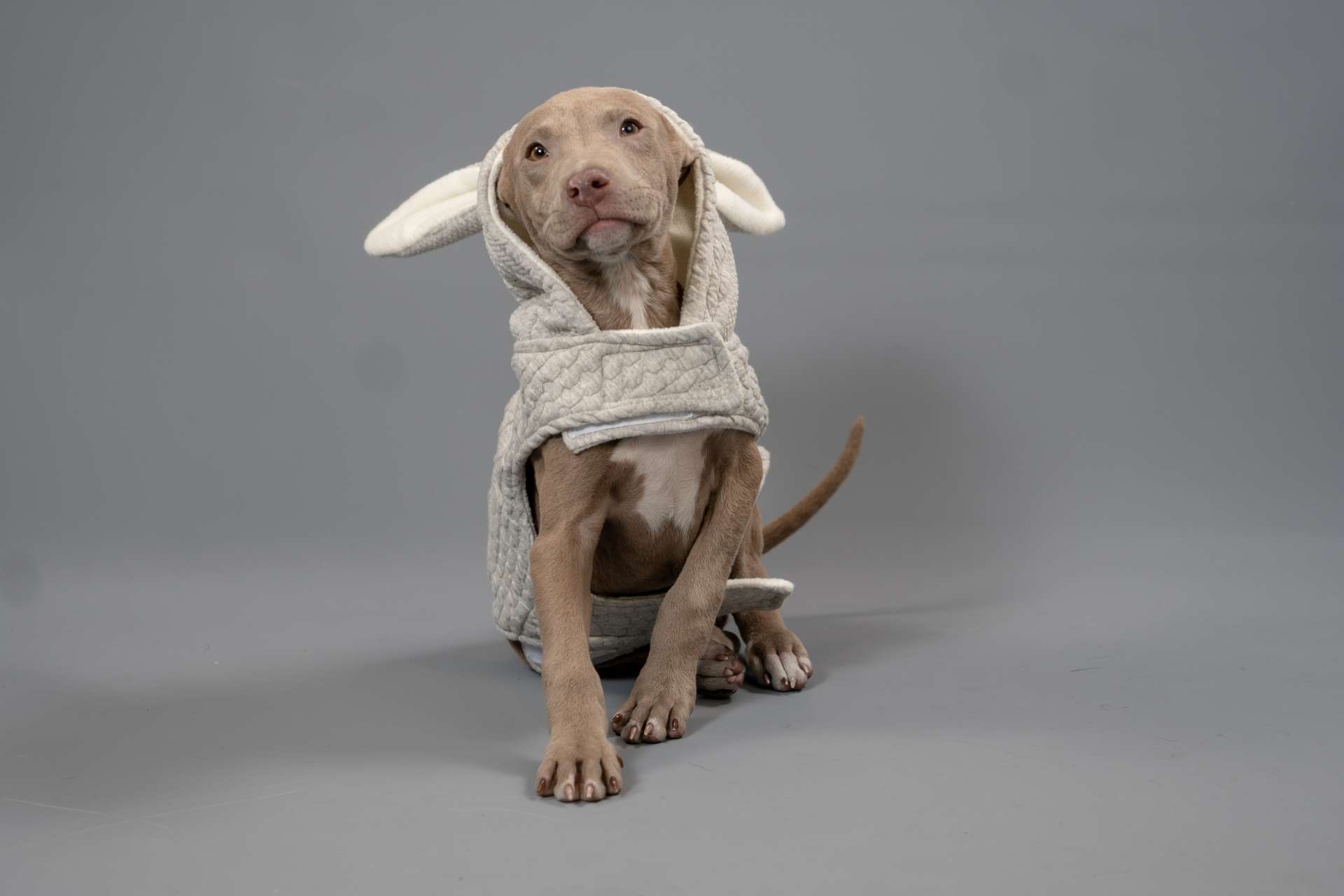 Free Pet Adoption Atlanta Pets for Adoption at Atlanta Canine