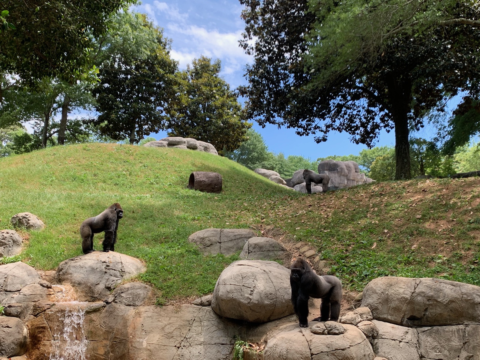 Exploring bachelor gorillas' social behaviors Zoo Atlanta