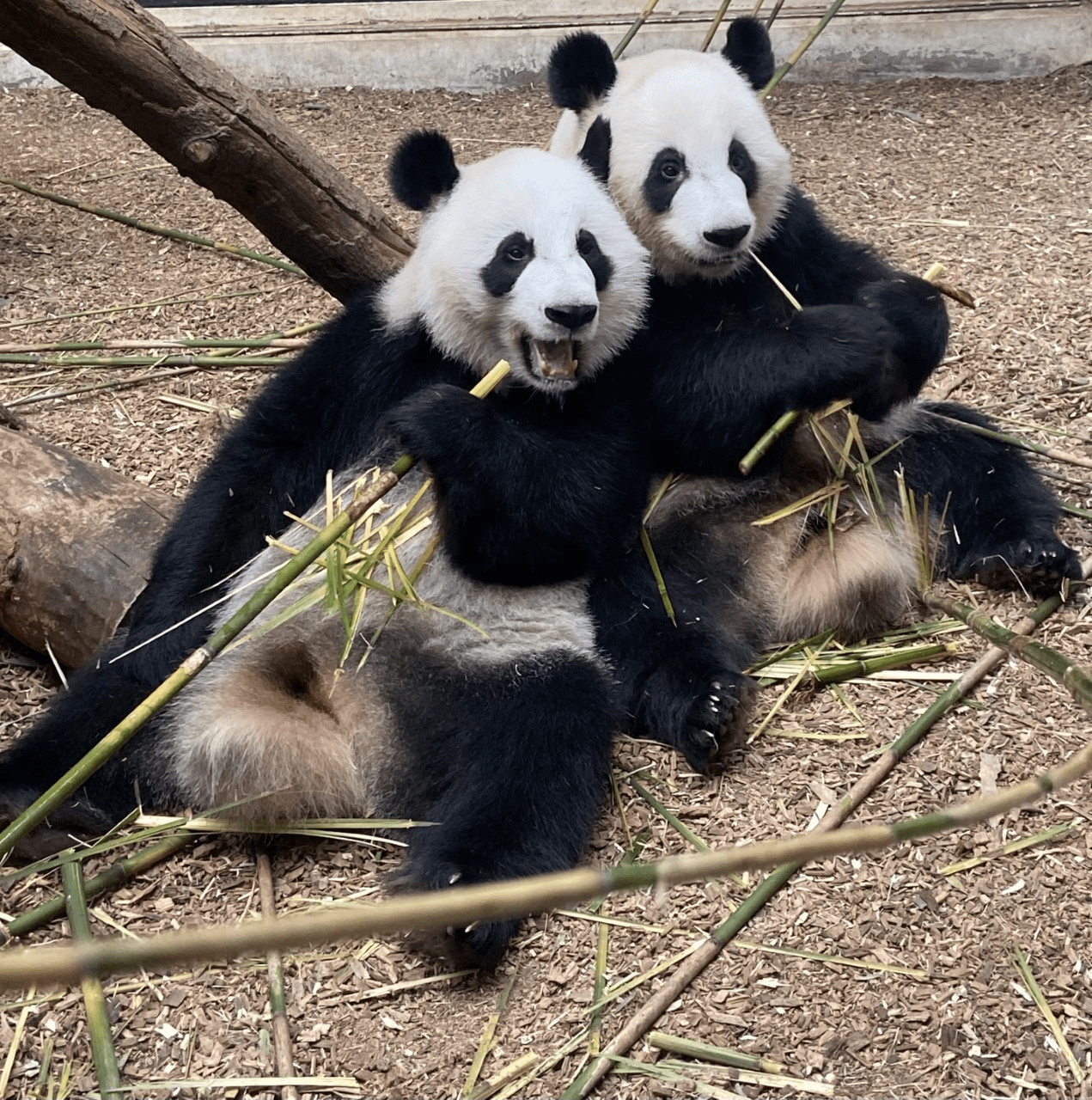 Atlanta Zoo Panda Atlanta Zoo Atlanta Zoo Panda Jack Flickr