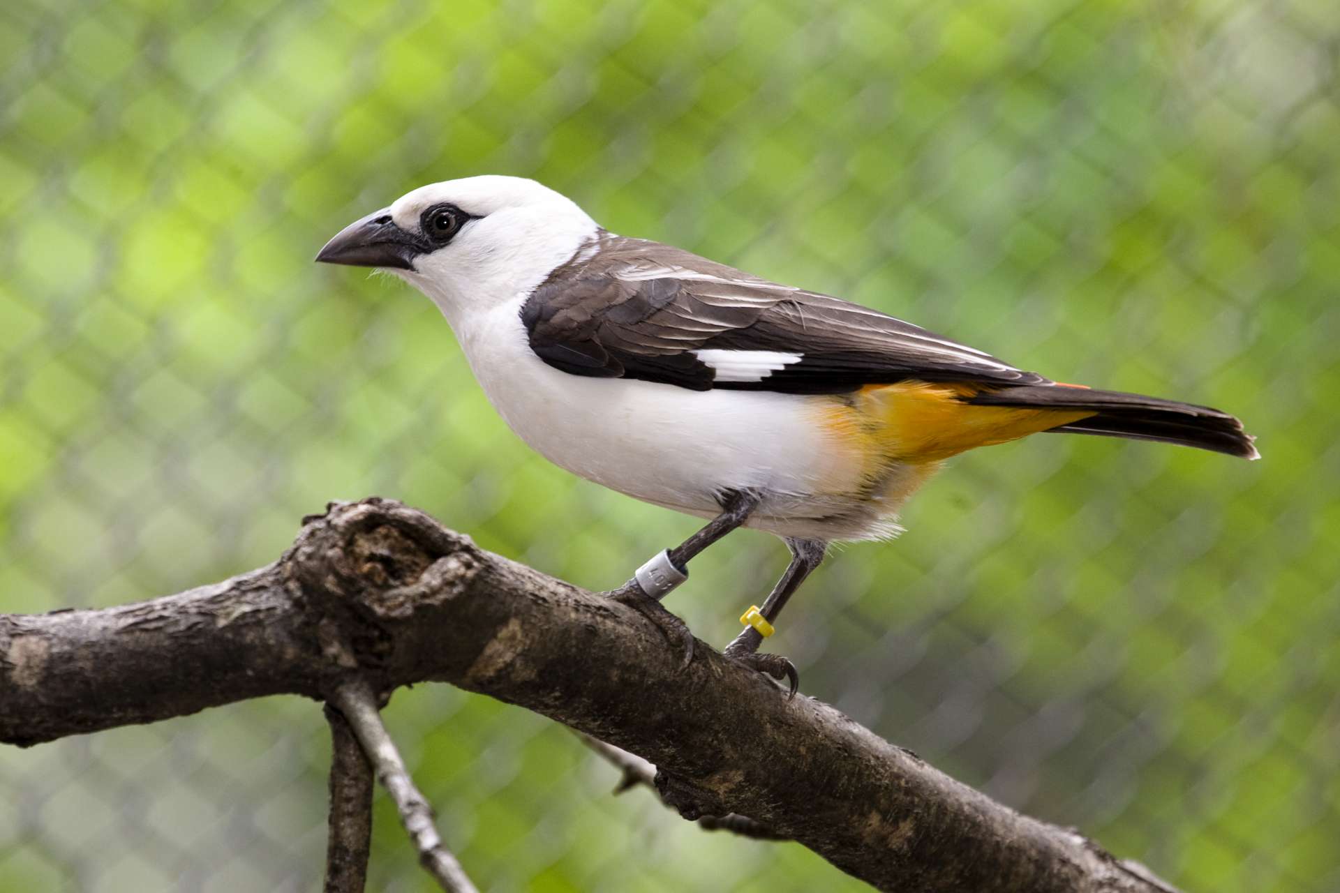 From Carnivores to Birds Zoo Atlanta