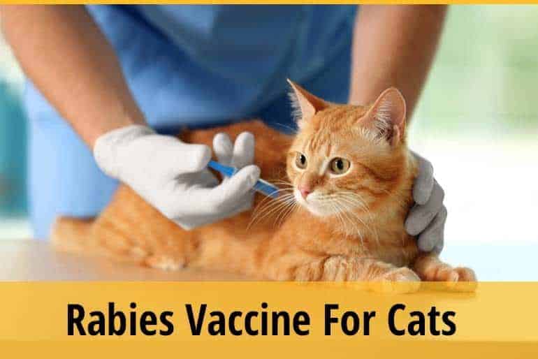 Rabies Vaccine For Cats Things To Know ZooAwesome
