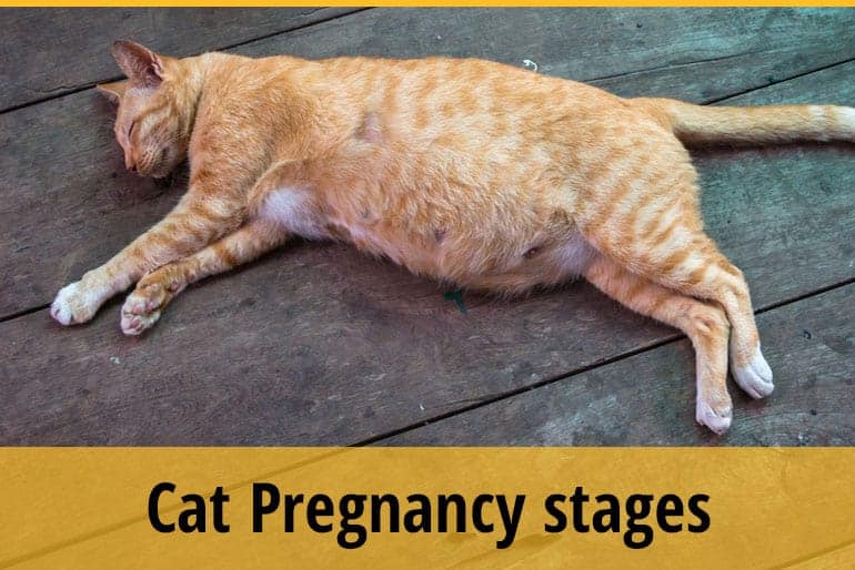 Cat Pregnancy Stages You Should Know About | ZooAwesome