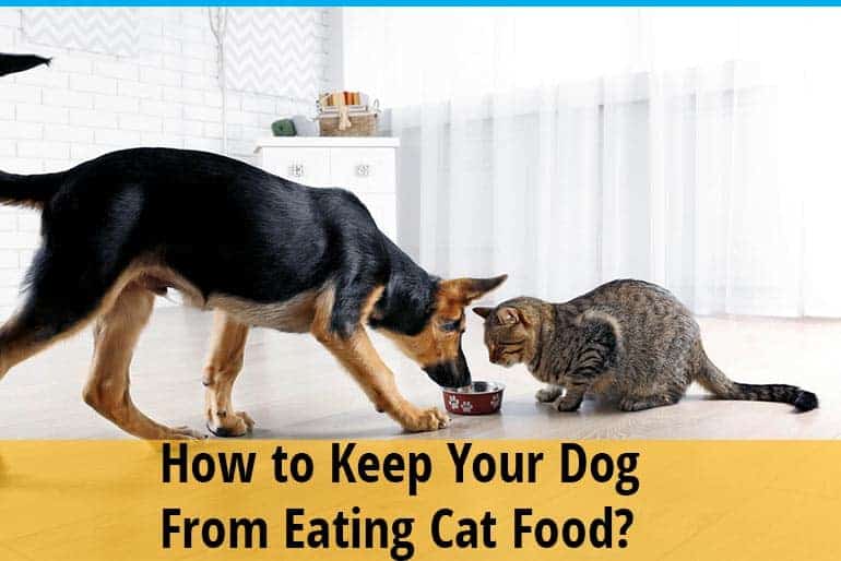 How to Keep Your Dog from Eating Cat Food? ZooAwesome