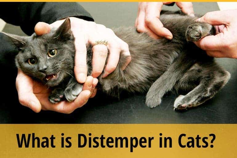 What is Distemper in Cats? ZooAwesome