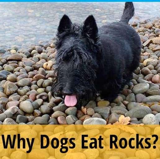 Why Does My Dog Eat Rocks? ZooAwesome