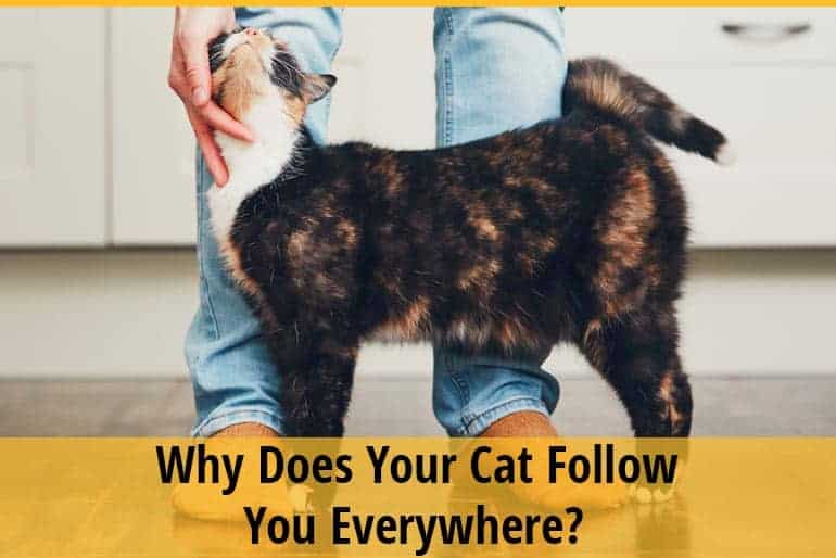 There are cats that, like dogs, follow their humans everywhere. Why Does My Cat Follow Me Everywhere Zooawesome