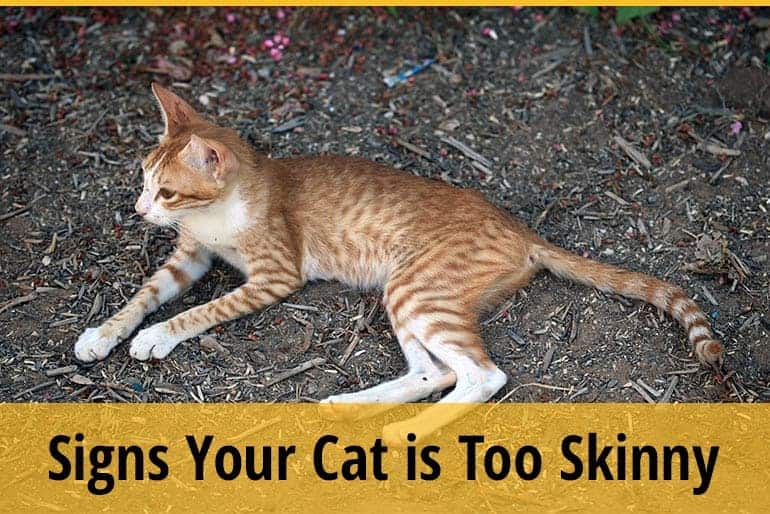 How to Tell if Your Cat is Too Skinny? ZooAwesome